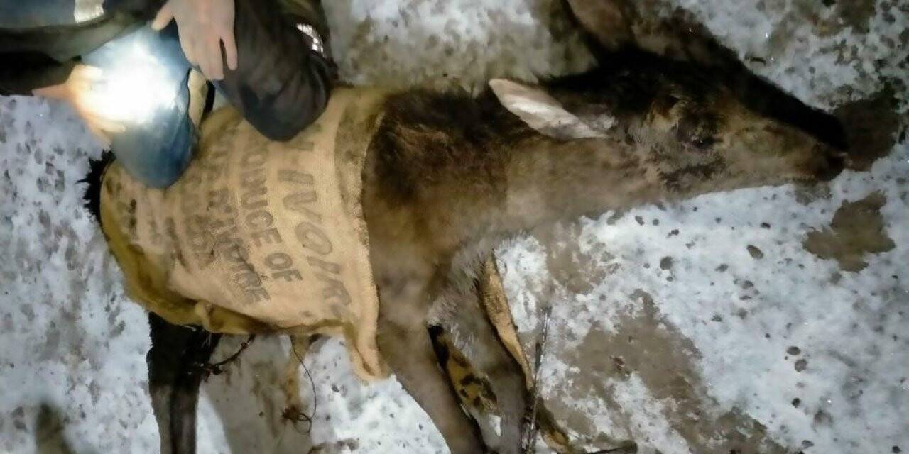 Nallıhan’da ilçe merkezine inen geyikler bu kez de kömür madenine girdi