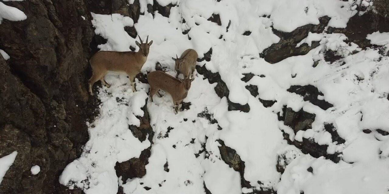 Erzincan’da dağ keçileri havadan görüntülendi