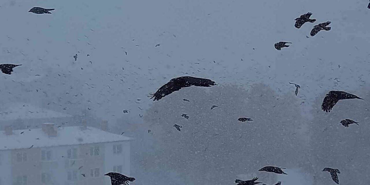 Tipiye yakalanan kuşların zor anları