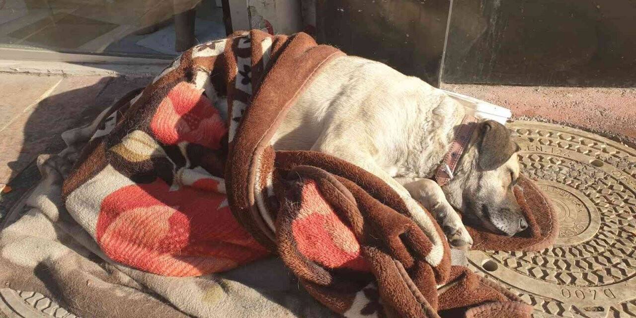 Hayvanlar üşümesin diye sokaklara battaniye bırakıldı