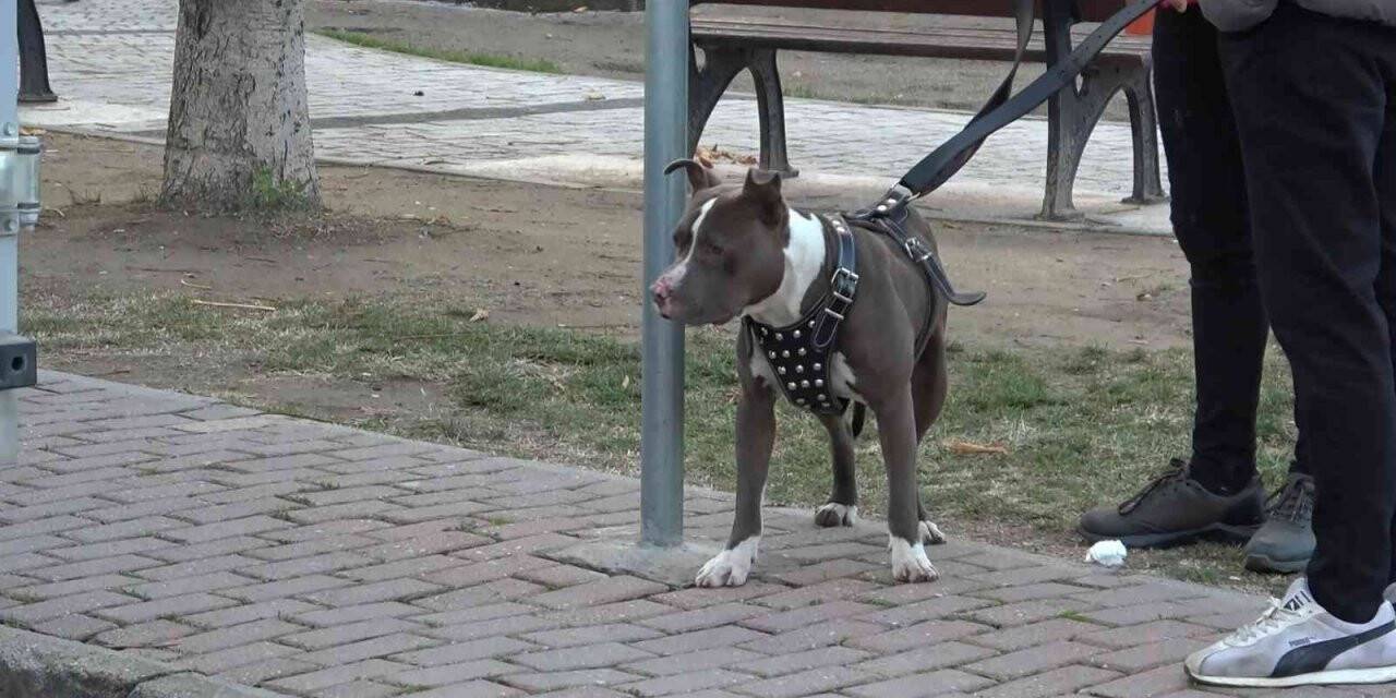 Çocuk parkına terkedilen Pitbull’u kemeriyle yakaladı