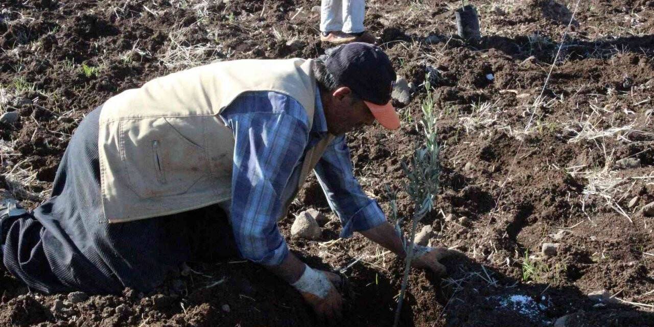 Kilis’te çiftçiye fidan desteği