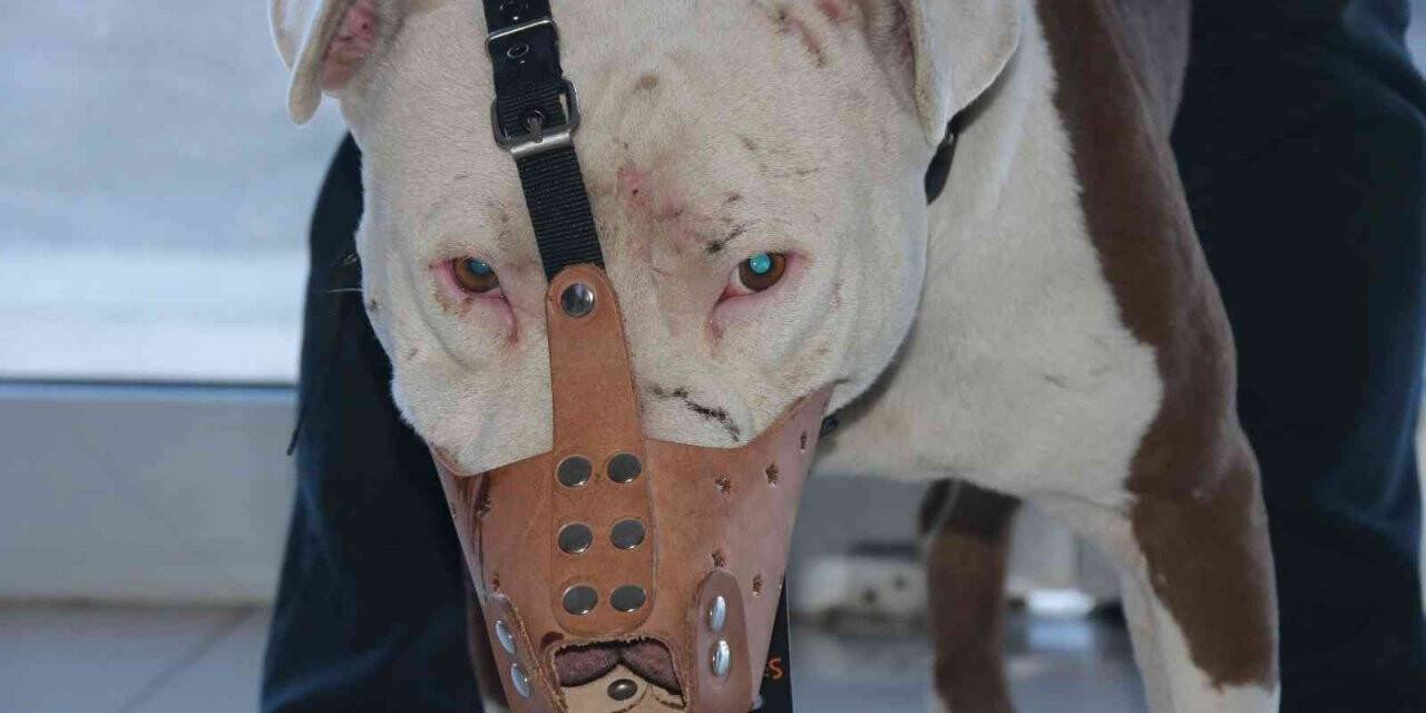 ‘Yasaklı ırk’ köpek sahipleri silah alamıyor, saldırgan köpek yetiştiriyor