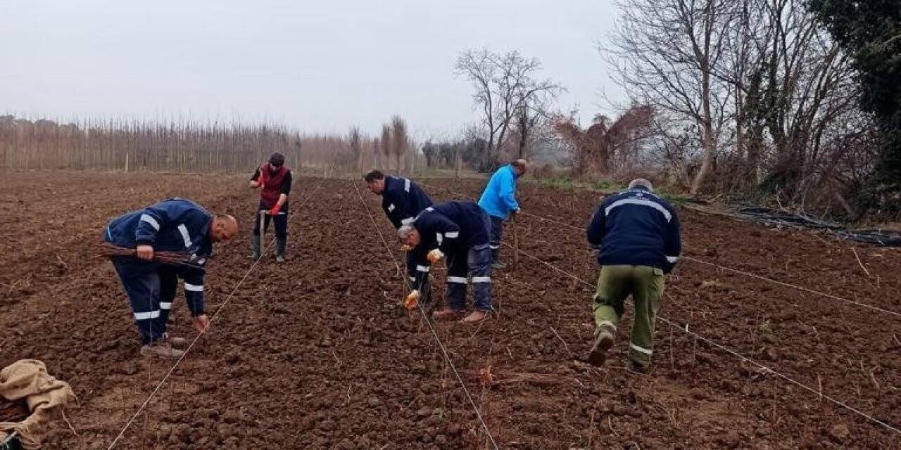 10 bin çuha fide toprak ile buluştu