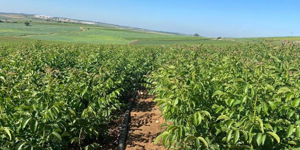 Tarım sektörünün yükselen yıldızı ceviz yetiştiriciliği
