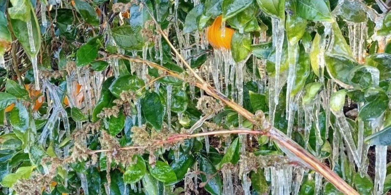 Antalya’da portakal ağaçlarında buz sarkıtları