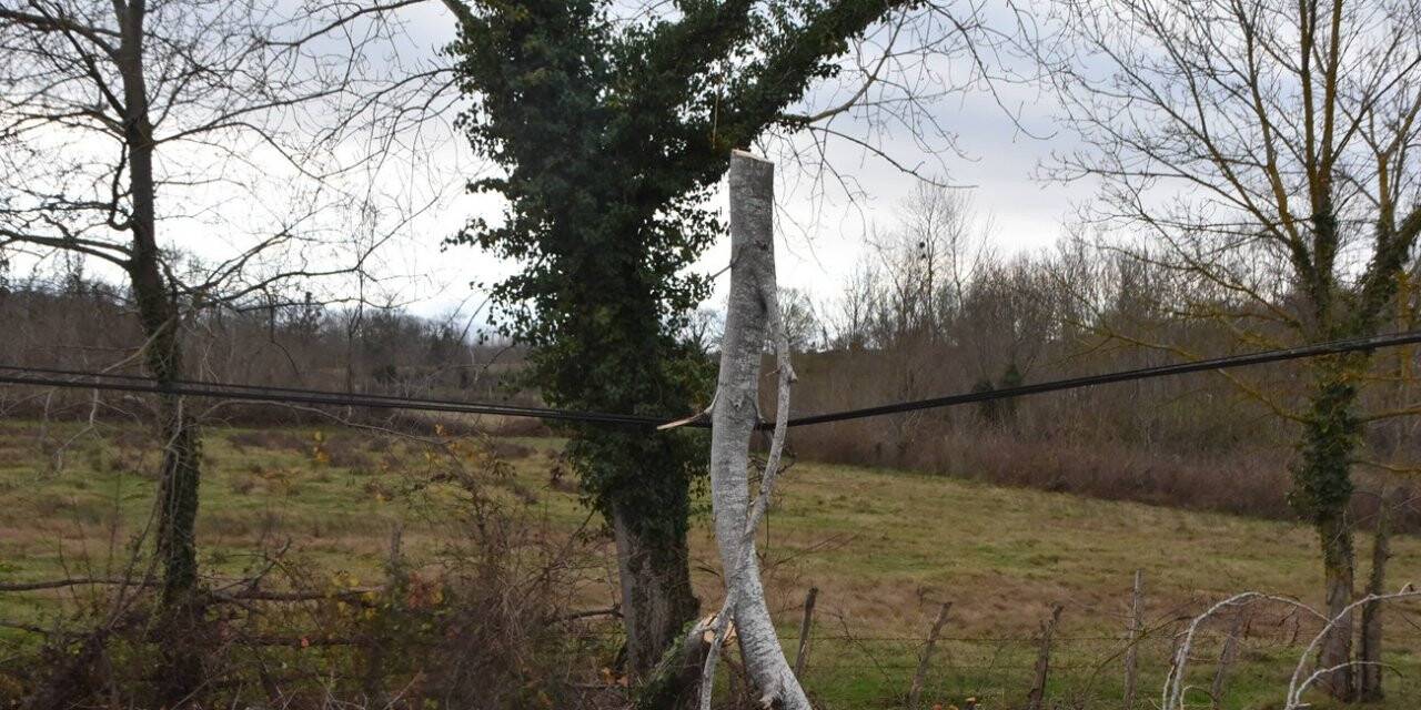 Yıkılan ağaç telefon tellerine zarar verdi