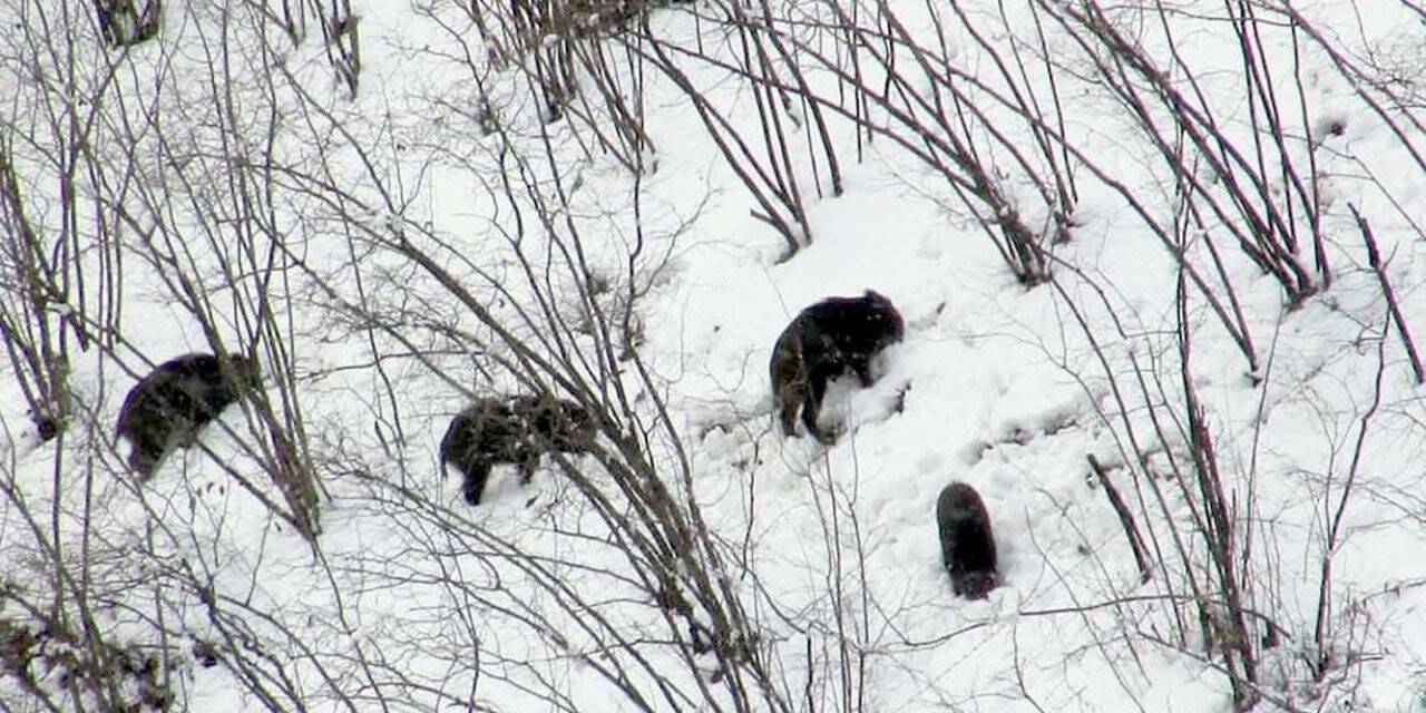 Domuzlar sürüler halinde yaşam alanlarına indi