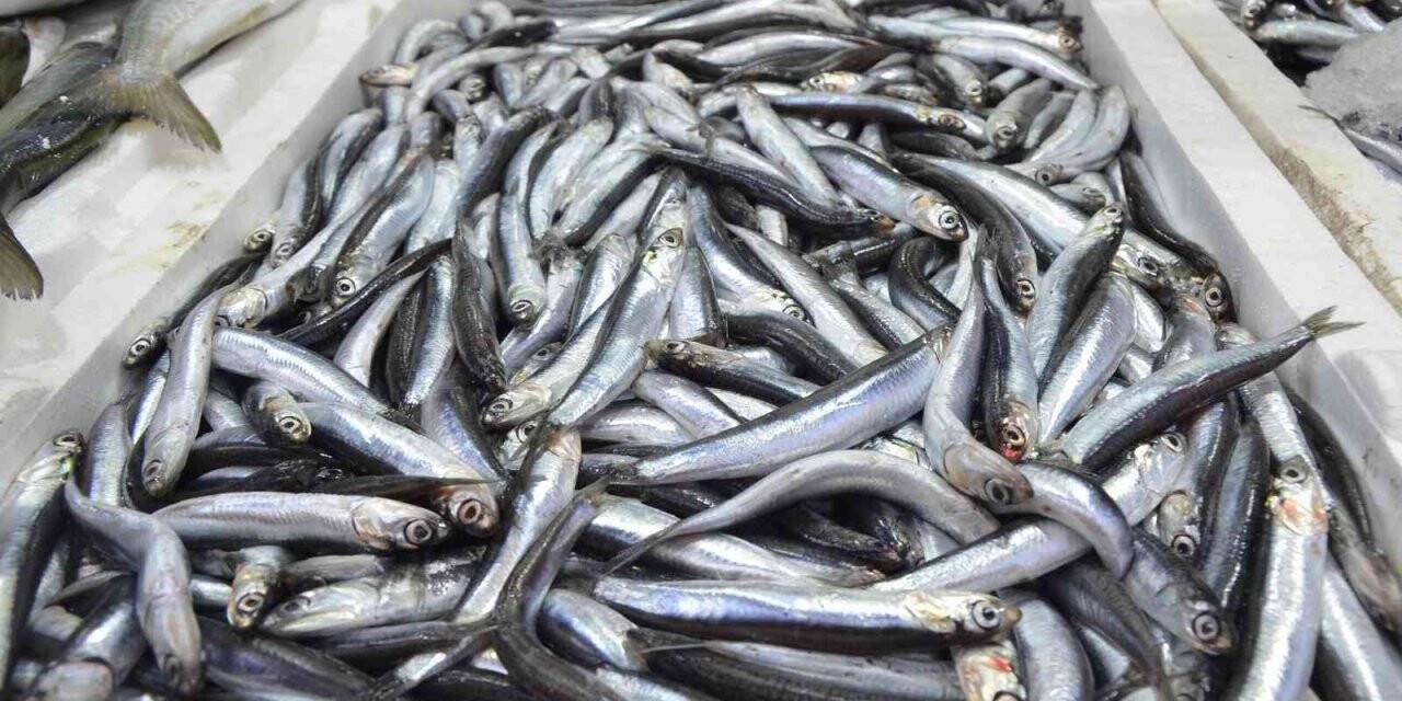 Yerli hamsi kendini tezgahlarda pahalı gösterdi: Kilosu 50 lira