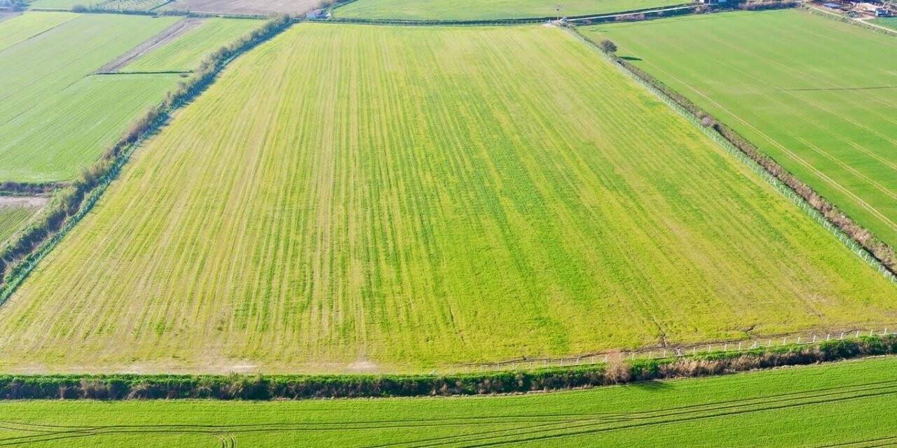 Didim’de tarlaya ekilen buğdaylar büyümeye başladı