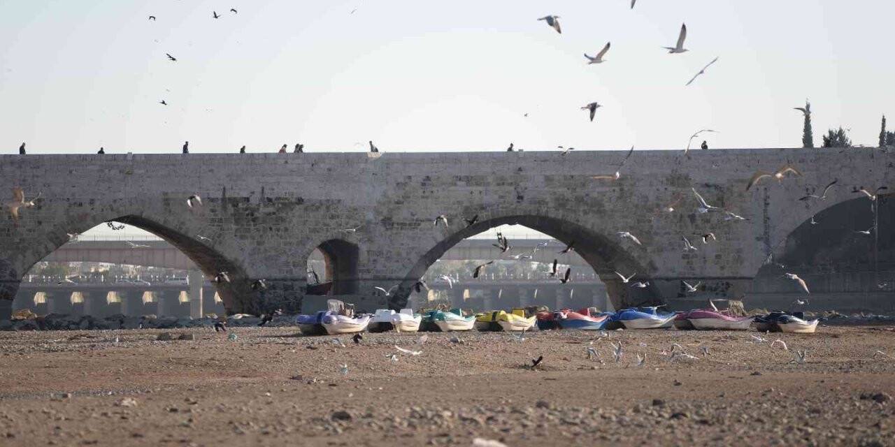 Martılar görsel şölen oluşturdu