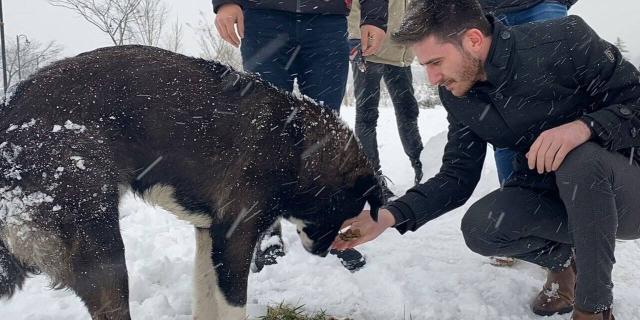 Çarşamba’da sokak hayvanlarına mama dağıtıldı