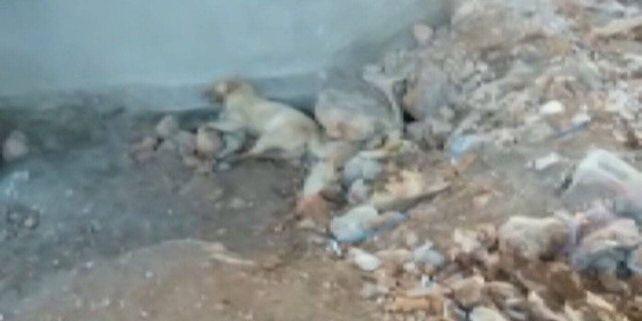 Isparta’da 2 köpeğin zehirlendiği iddia edildi