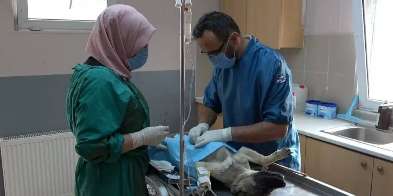Erzincan’da ocak ayında 56 adet sokak hayvanına kısırlaştırma işlemi yapıldı