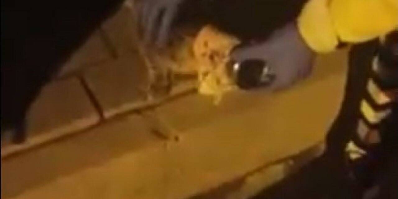 Polis ekiplerinin dikkati yavru kediyi ölmekten kurtardı