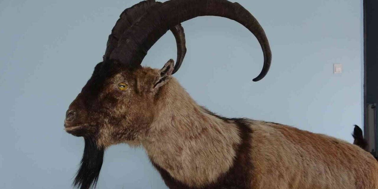 Nesli tehlike altında olan yaban hayvanları mumyalanıyor