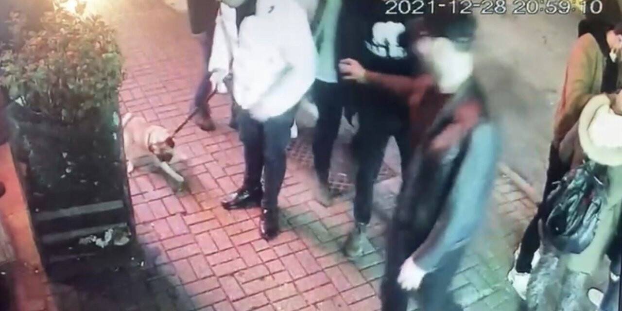 “Gorbi” isimli köpeği çalan hırsızları Beşiktaş polisi yakaladı: Köpek 4 farklı şahsa satılmış
