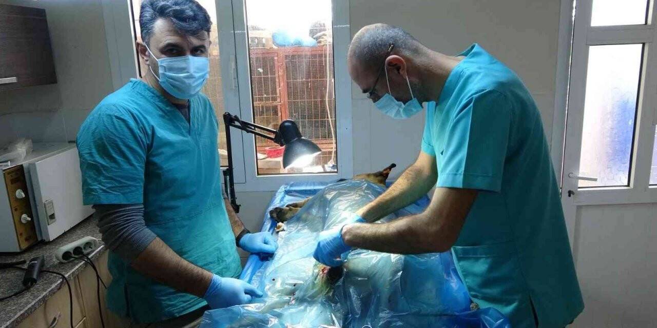 Veterinerler barınaklara teslim edilen yasaklı ırkları kısırlaştırmaya yetişemiyor