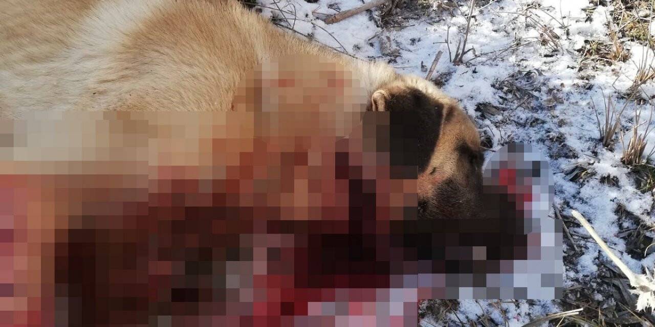 Çocuğu gibi sevdiği köpeği canice öldürüldü, konuyu yargıya taşıdı