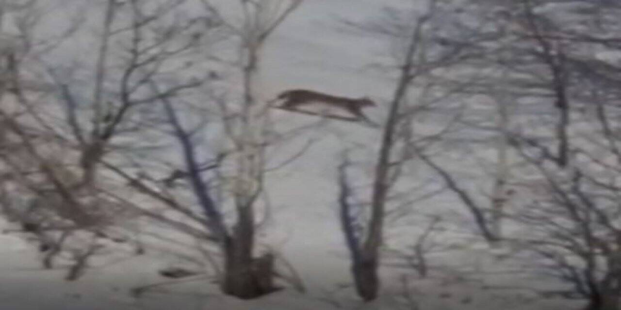 Kırmızı listede yer alan vaşak Tunceli’de görüntülendi