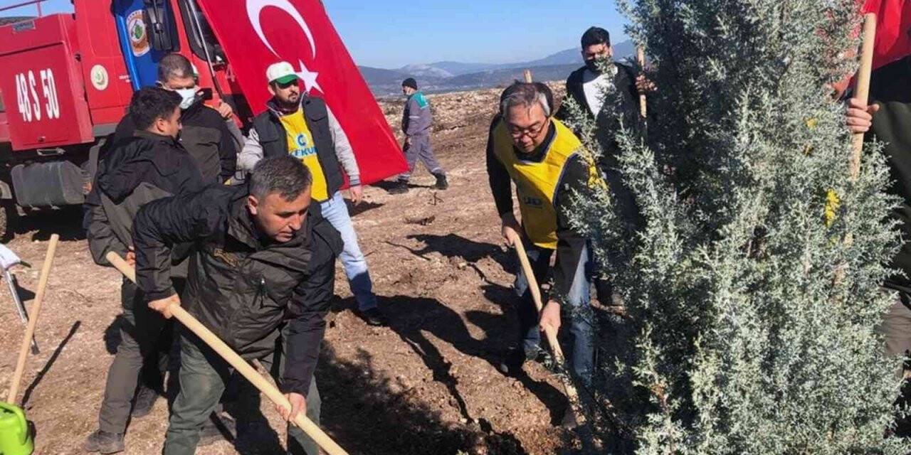 Milas’ta Türk-Kore dostluk ormanı
