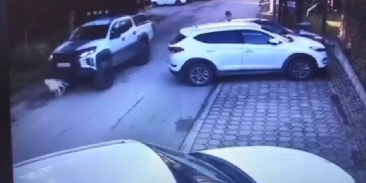 Vicdansız sürücü köpeği göz göre göre böyle ezdi