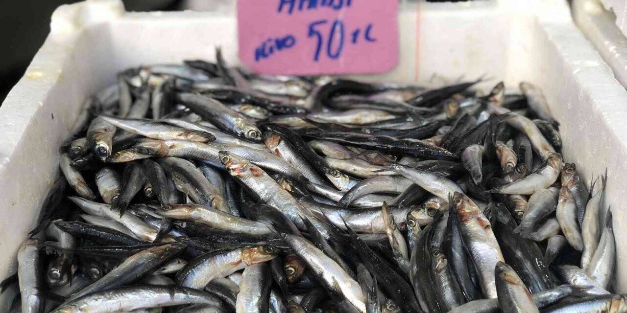 Hamsinin fiyatı cep yakıyor