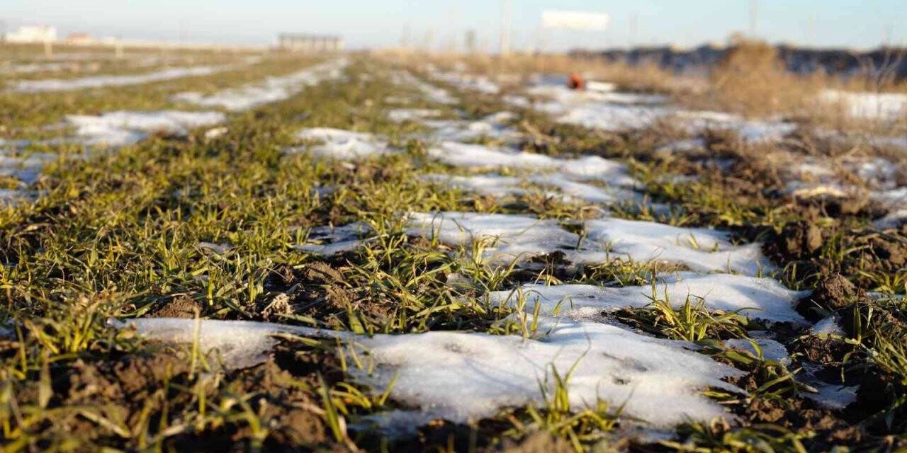 Yağışlar yüz güldürüyor, rekolte artışı bekleniyor