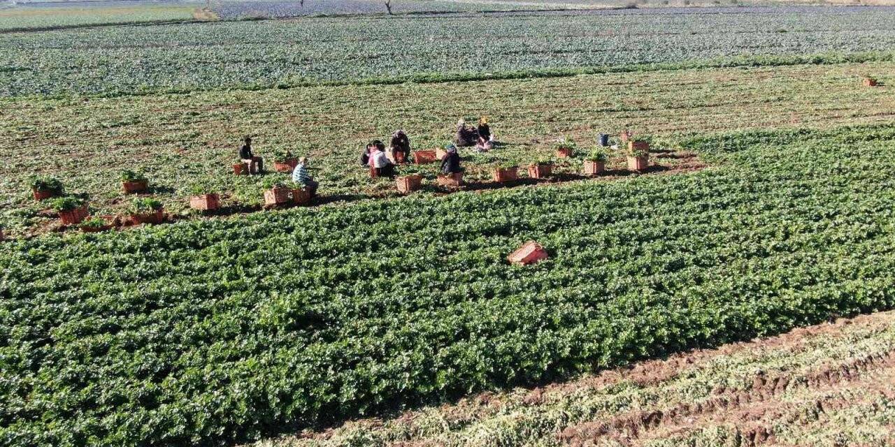 Üreten, satan değil komisyoncu kazanıyor