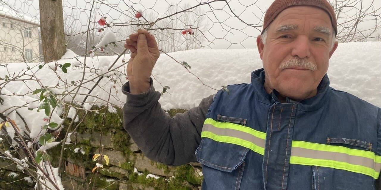 Ocak ayında nar ve erik ağaçları çiçek açtı