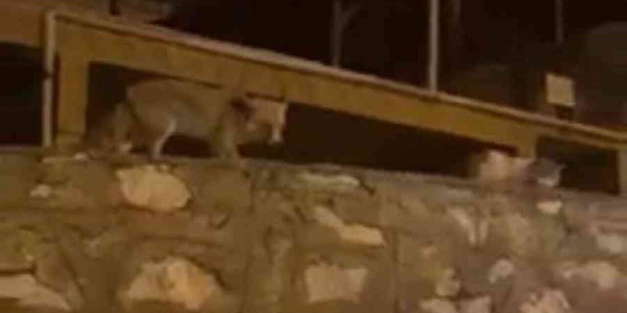 Tilki ile kedi yiyeceklerini bölüştü