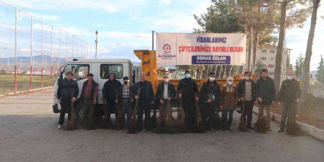 Denizli’de sertifikalı ceviz fidanları toprakla buluşuyor