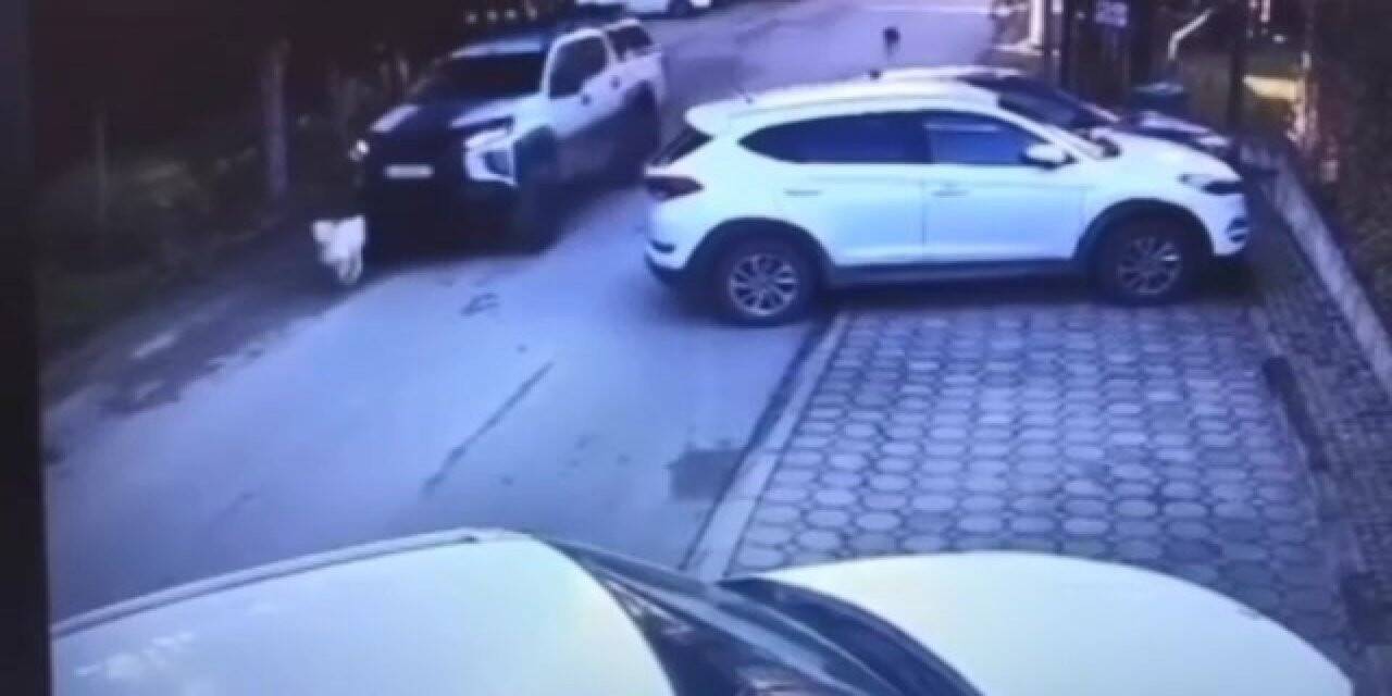 Göz göre göre köpeği ezmişti, o sürücü yakalandı