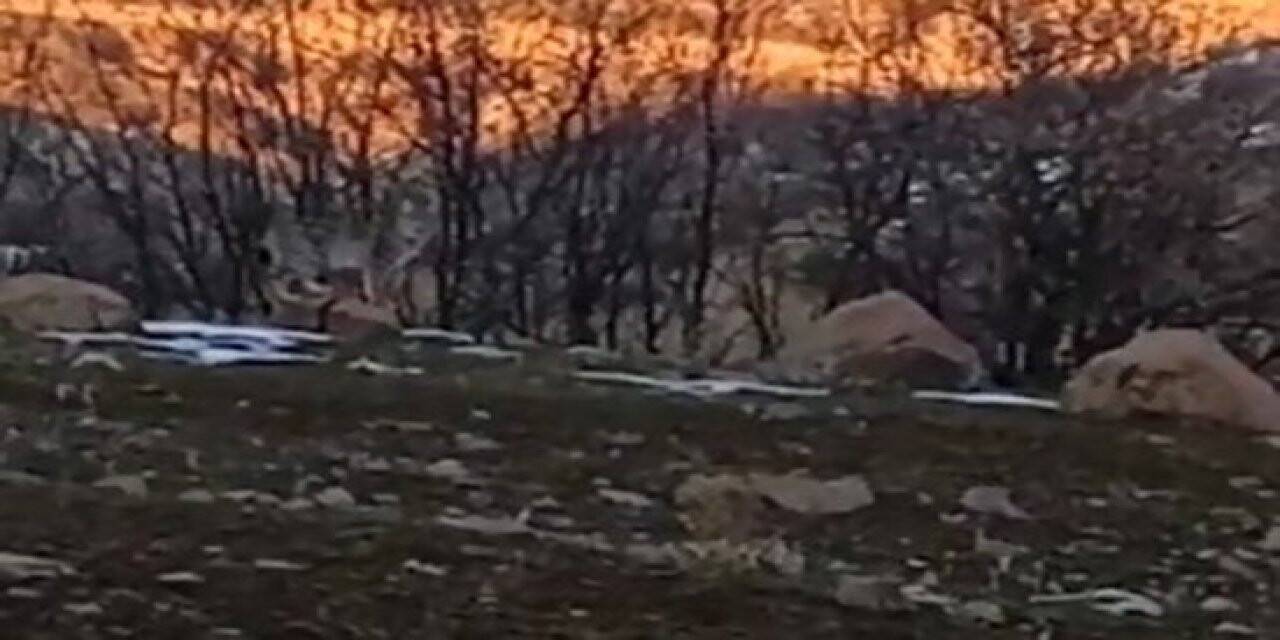 Bingöl’de nesli tükenme tehlikesi altında olan 2 vaşak görüntülendi