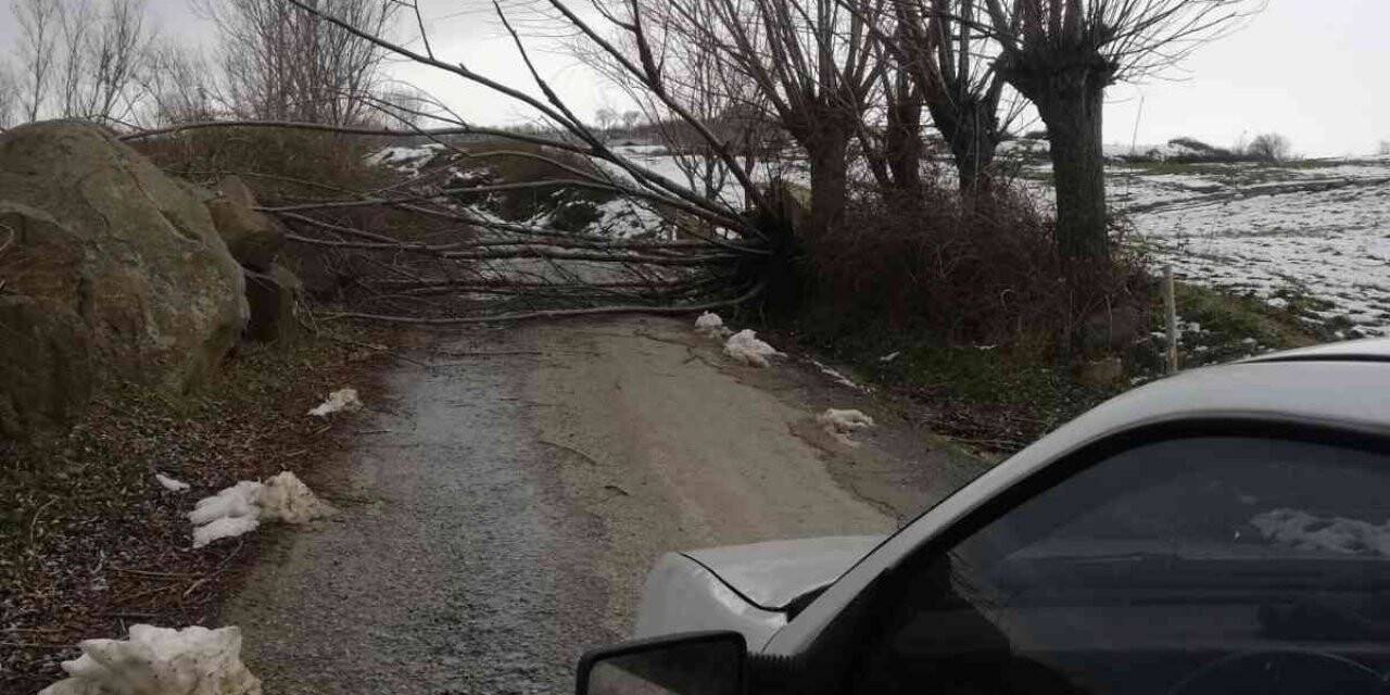 Samsun’da fırtına ağaçları devirdi