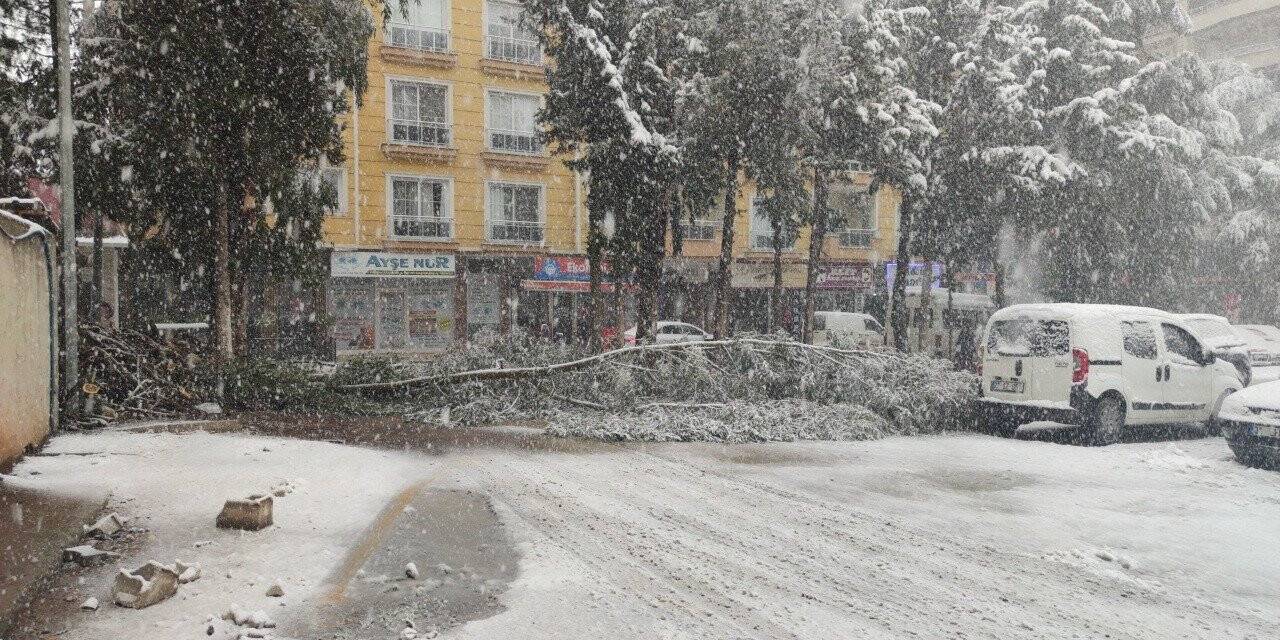 Gaziantep’te yoğun kar yağışı nedeniyle ağaçlar devrildi