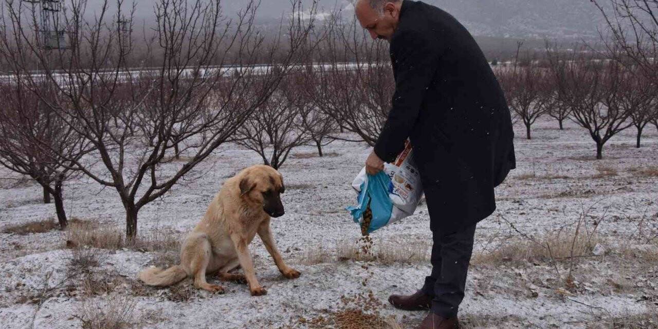 Doğanşehir’de sokak hayvanlarını unutmadı