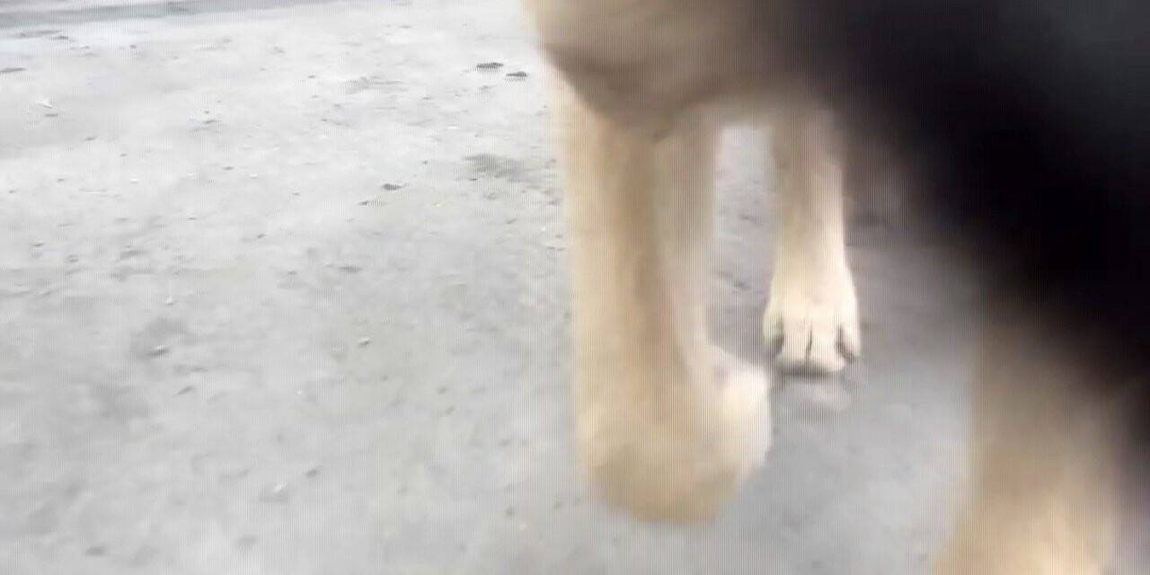 Video çekmek isterken telefonunu köpeğe kaptırdı