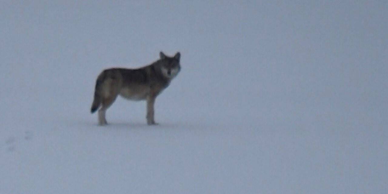 Kars’ta aç kalan kurt yerleşim alanına indi
