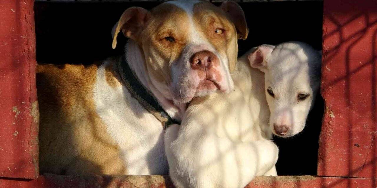 Osmaniye’de 89 yasaklı ırk köpek kayıt altına alındı