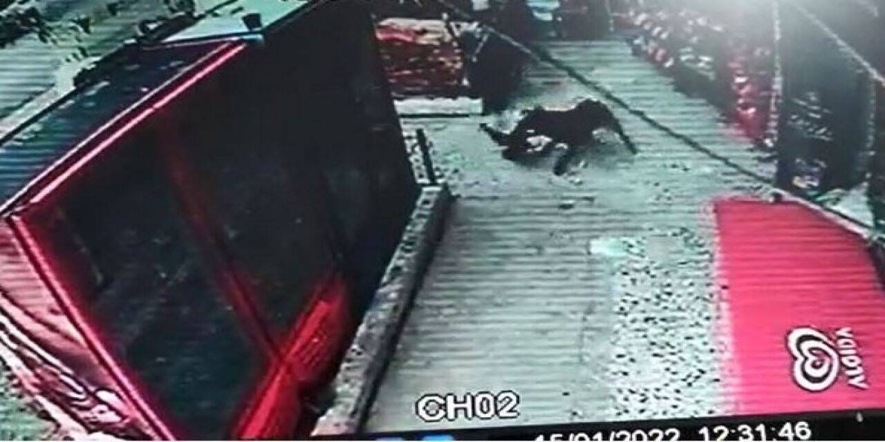 Başıboş köpekler önce kızı kovaladı, sonra horoza saldırdı