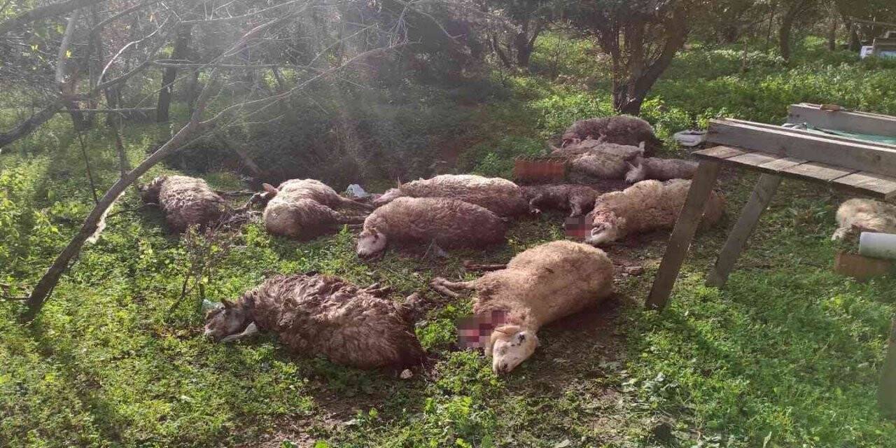 Koyunlarını ölü görünce köpekleri kafalarından vurarak öldürdü
