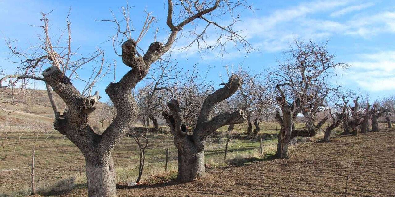 Fiyatı altınla yarışıyor, ürün veren ağaçlar koruma altına alınıyor