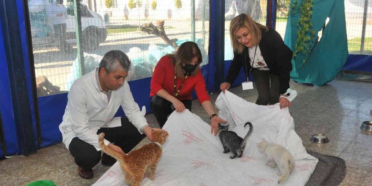 Hastanenin eski tekstil ürünleri hayvanlara yatak oluyor