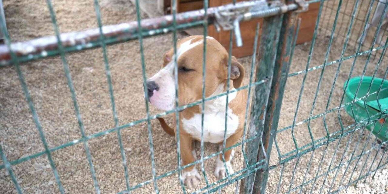 Hatay’da 162 yasaklı ırk köpek kısırlaştırıldı