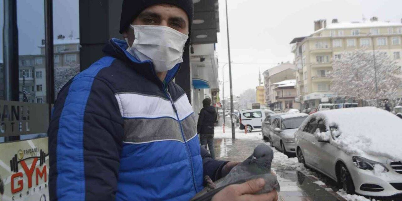 Güvercin soğuk havaya dayanamadı