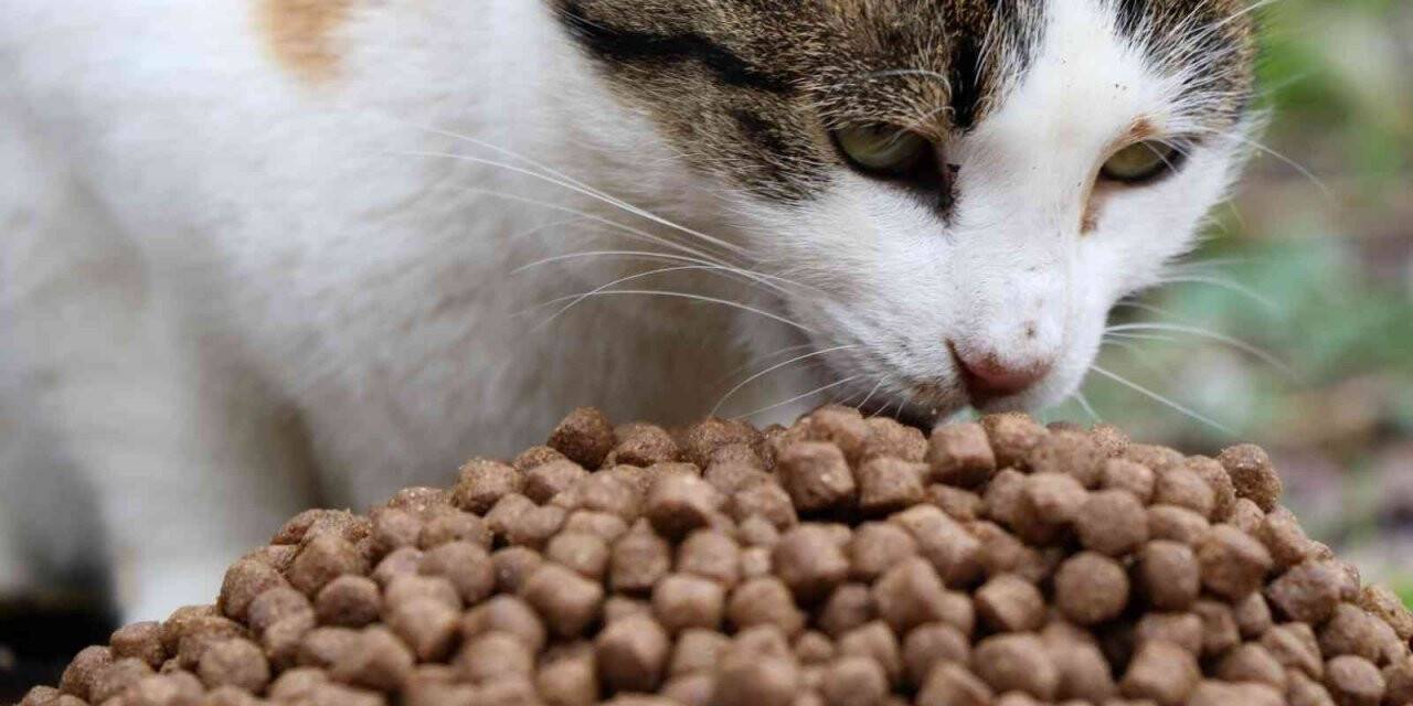 Sokak hayvanlarına büyükşehirden mama desteği