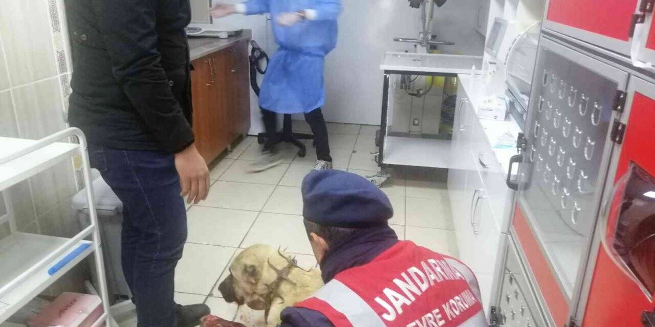 Av tüfeği ile vurulan kangal köpeği tedaviye alındı