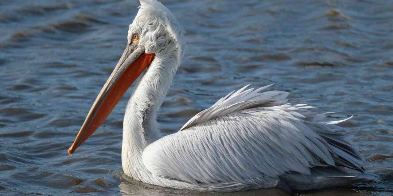 Bursa’da su kuşu sayımı yapıldı