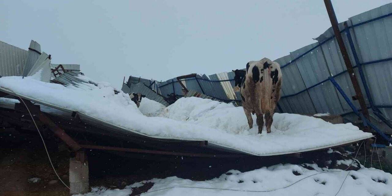 Hatay’da ahır enkazı altında kalan hayvanlar kurtarılmayı bekliyor